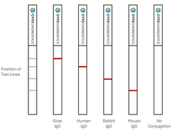 Conjugation QC Lateral Flow Dipstick Kit